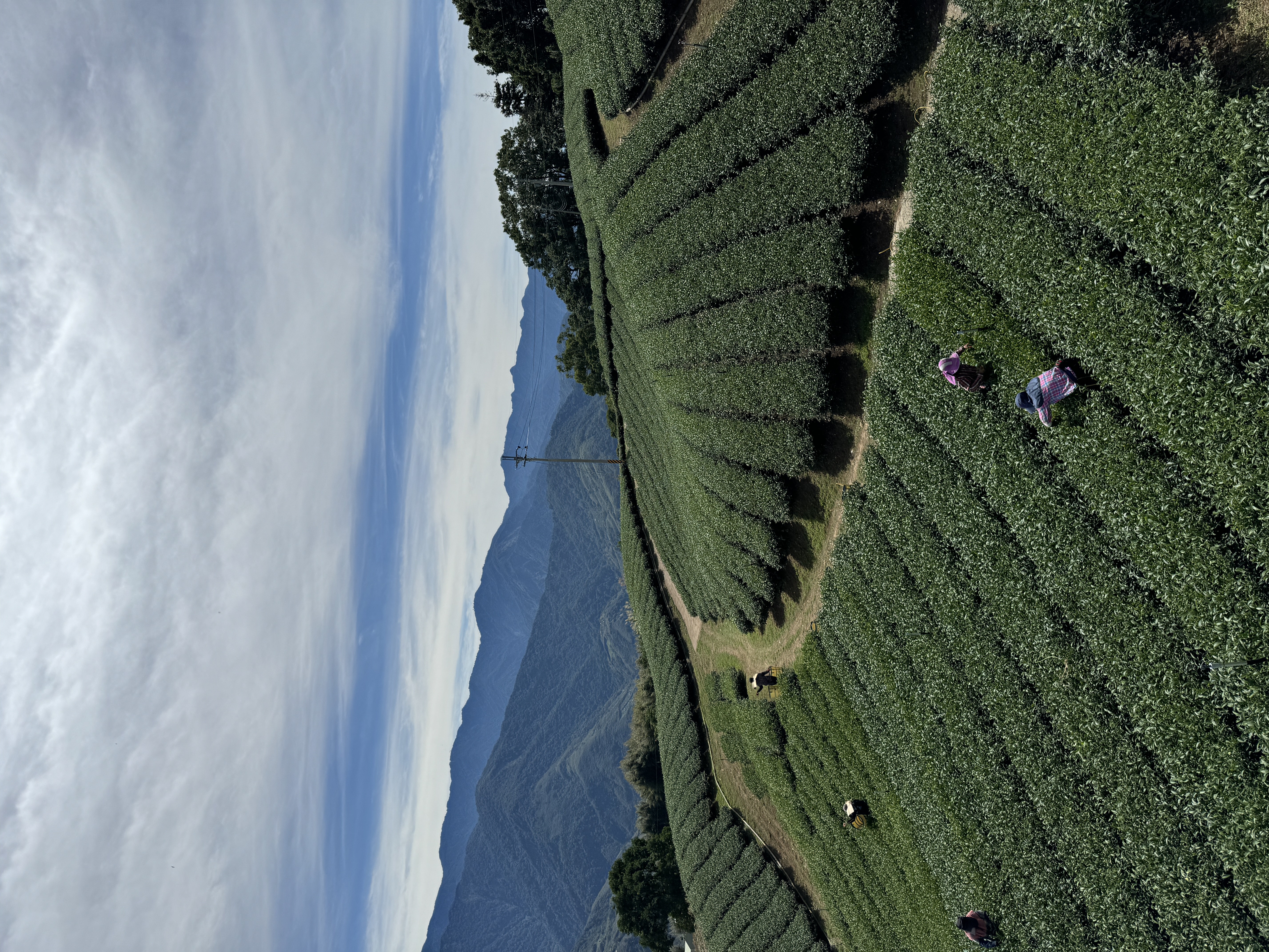 雪見高山茶 XUE JIAN OOLONG TEA